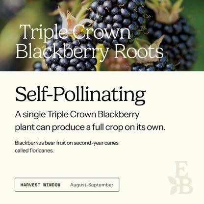 Graphic for blackberry roots explaining self pollination