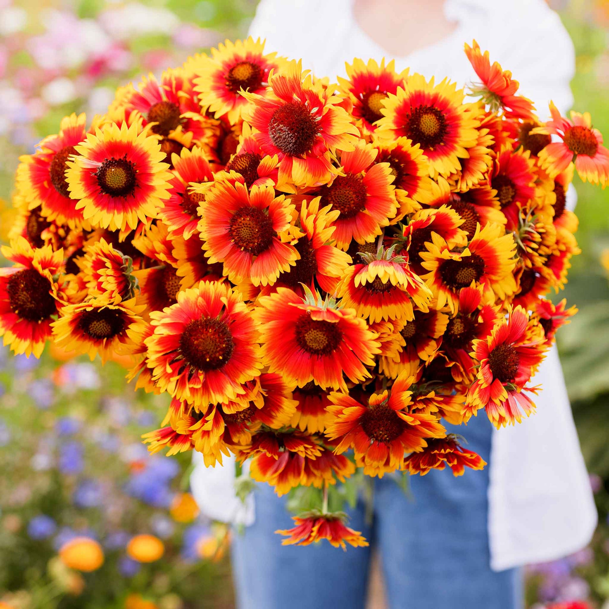 Close-up of a vibrant blanket flowers with a dark center and bright orange petals in a womans hands.