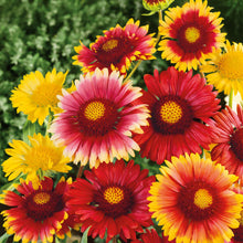 Close-up of vibrant blanket flower mix orange and yellow blanket flowers in full bloom.