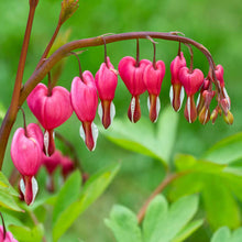 Close-up of a bleeding heart plant with pink heart-shaped flowers and green leaves in soft focus.