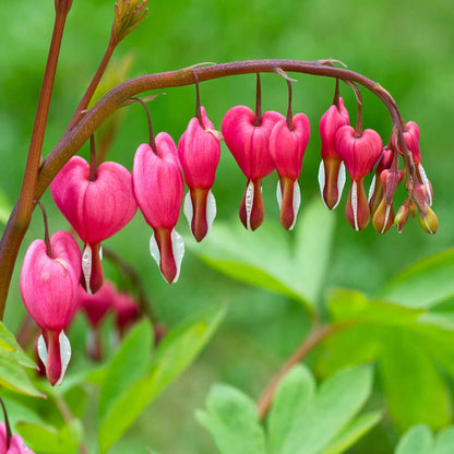Close-up of a bleeding heart plant with pink heart-shaped flowers and green leaves in soft focus.