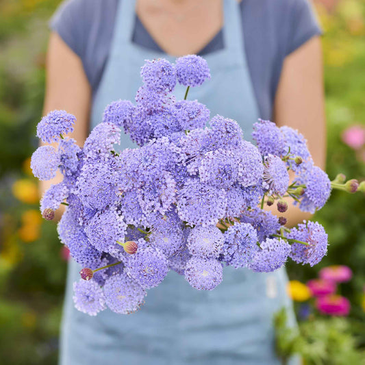 Person holding a bundle of Blue Lace Lavender Blue flowers with a blurred garden background