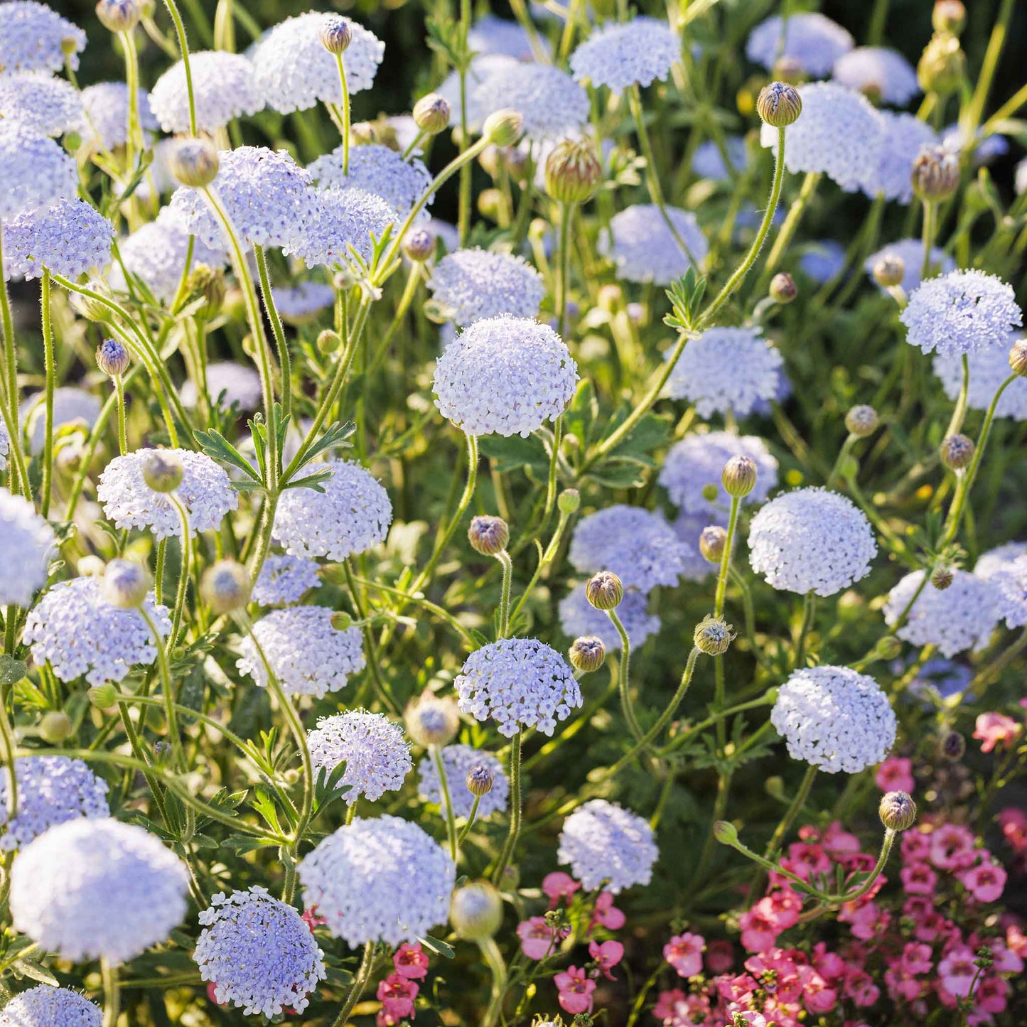 Close-up of light blue lace flowers with green stems and leaves, interspersed with pink flowers.