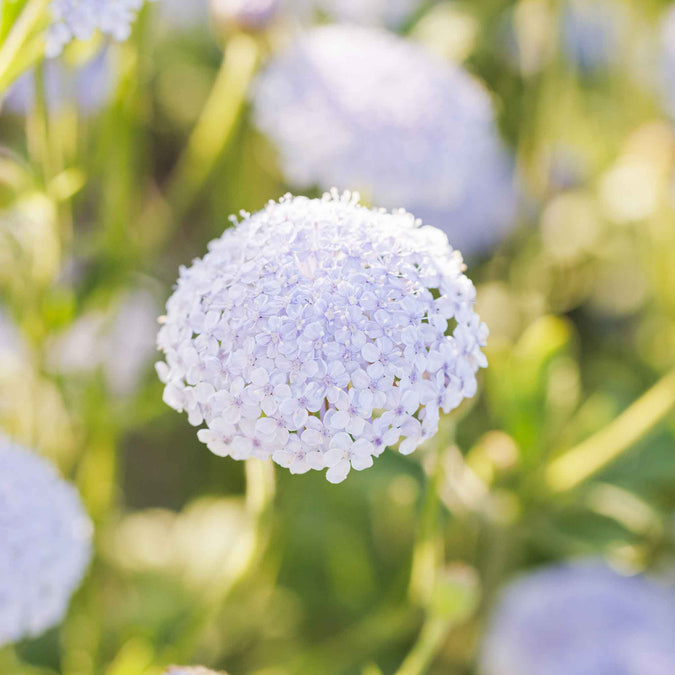 Close-up of a light blue flower with a blurred natural background