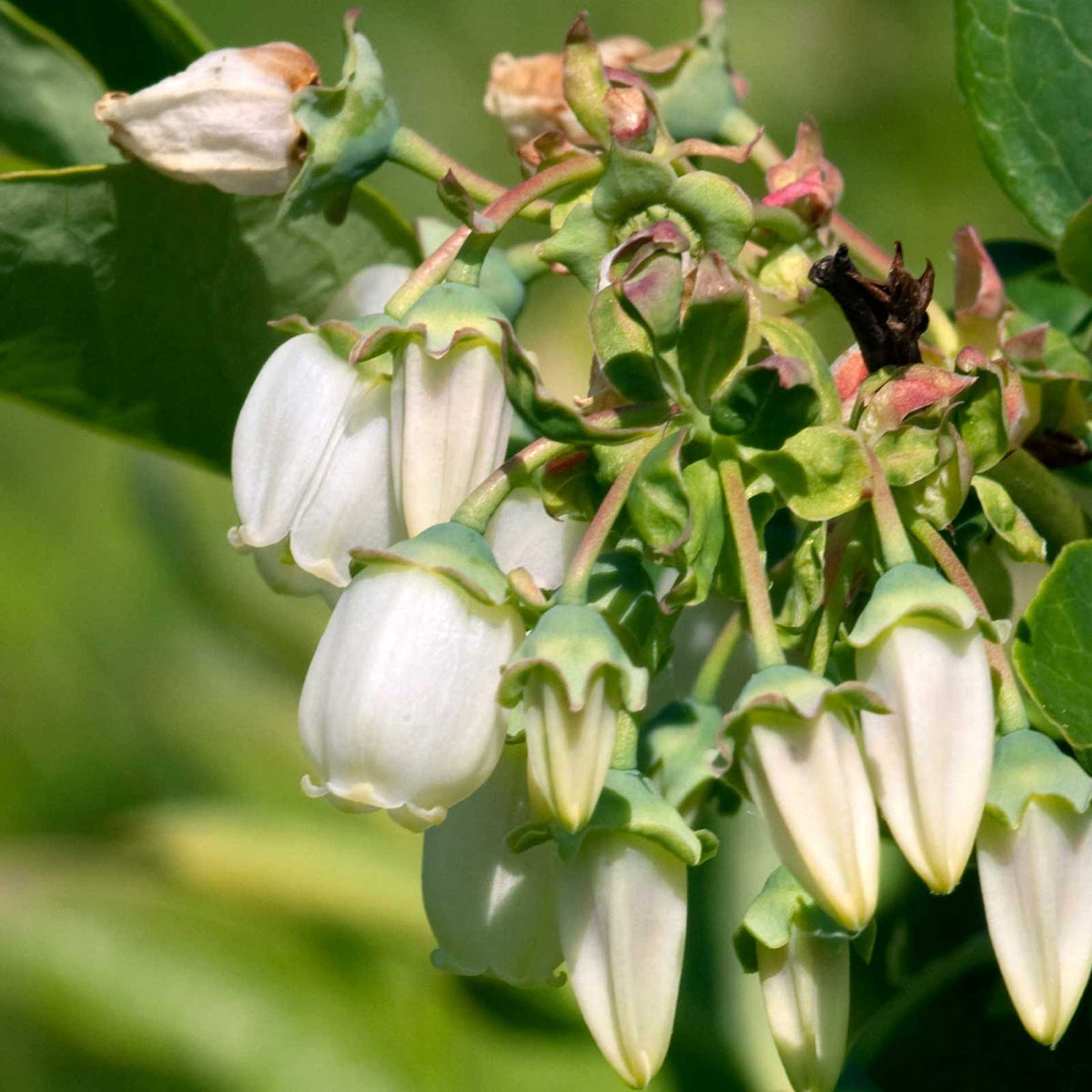 Flowering petals of blueberry duke growing on a plant in a garden setting