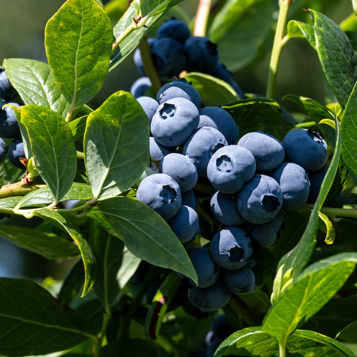 Blueberry duke berries growing on a plant showing plumpness of the berries
