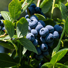 Blueberry duke berries growing on a plant showing plumpness of the berries