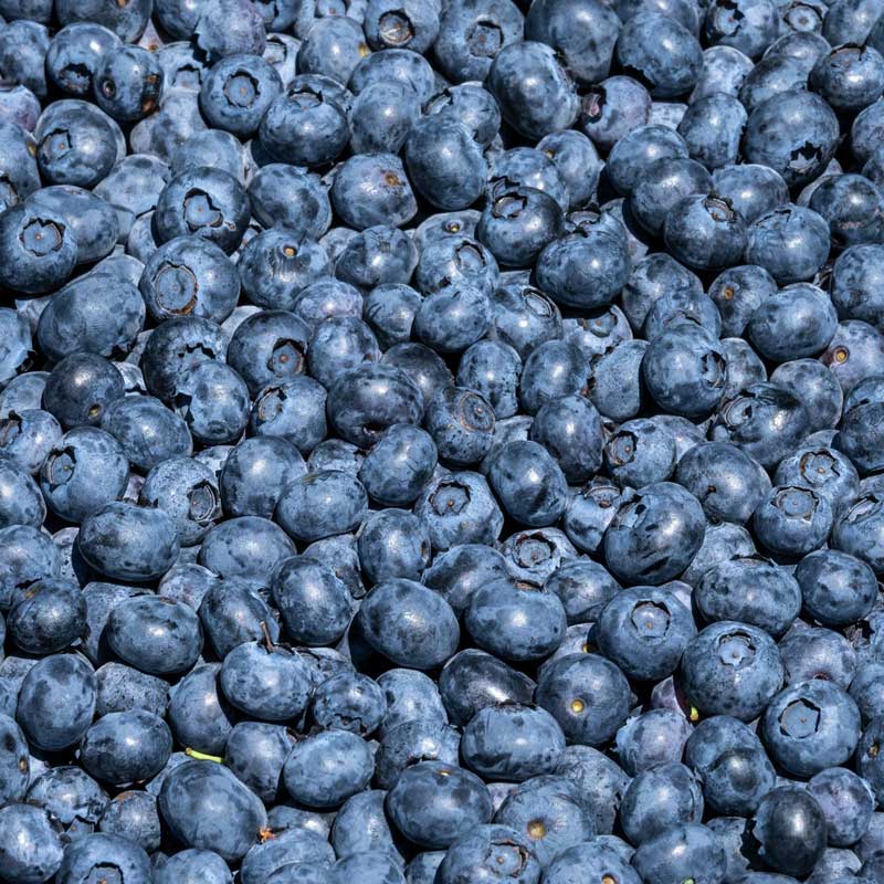 Harvested duke blueberries gathered and covering image frame