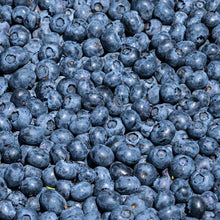 Harvested duke blueberries gathered and covering image frame