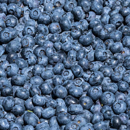 Harvested duke blueberries gathered and covering image frame