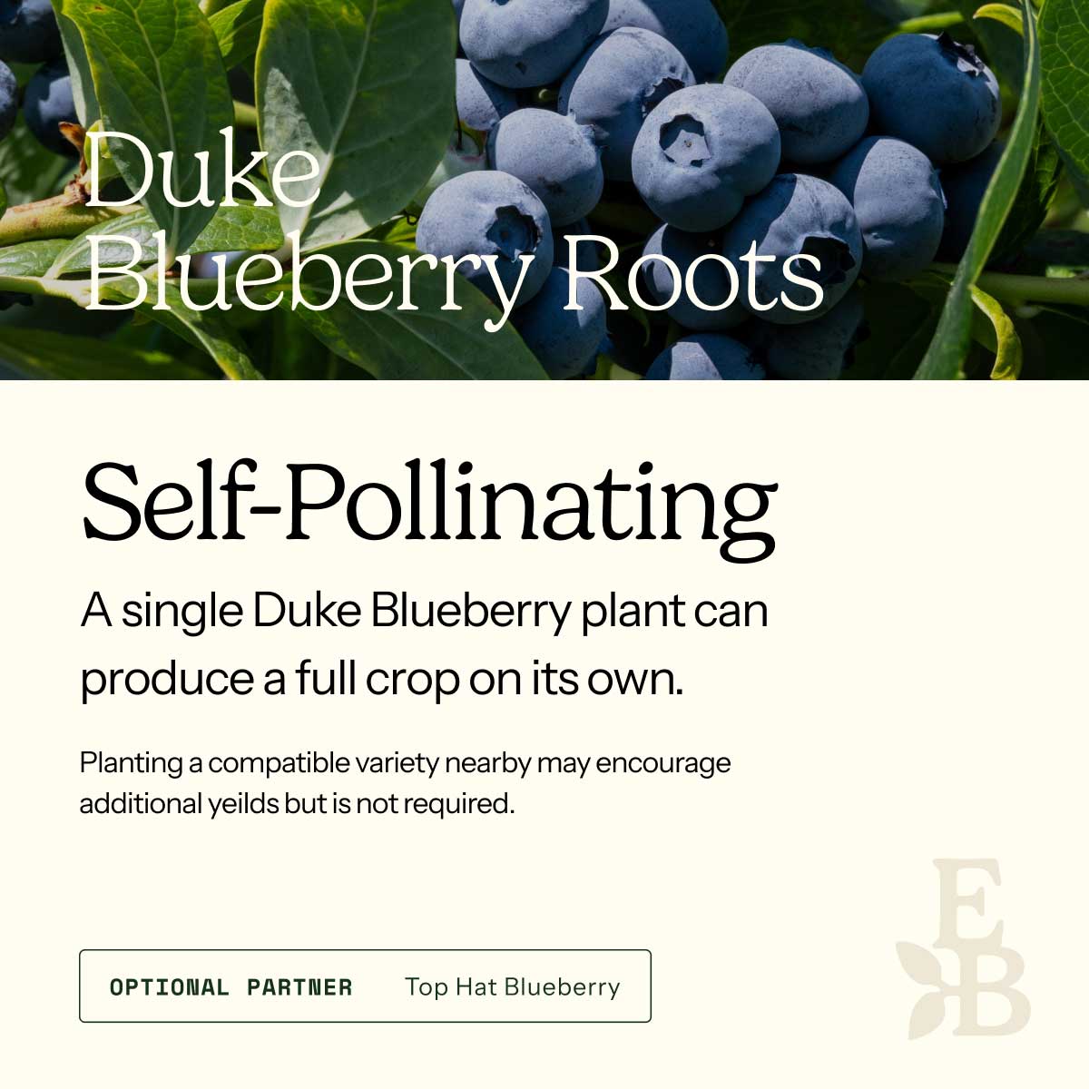 Graphic for blueberry roots explaining self pollination