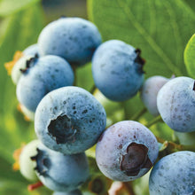 Blueberry northland berries growing on a plant showing plumpness of the berries