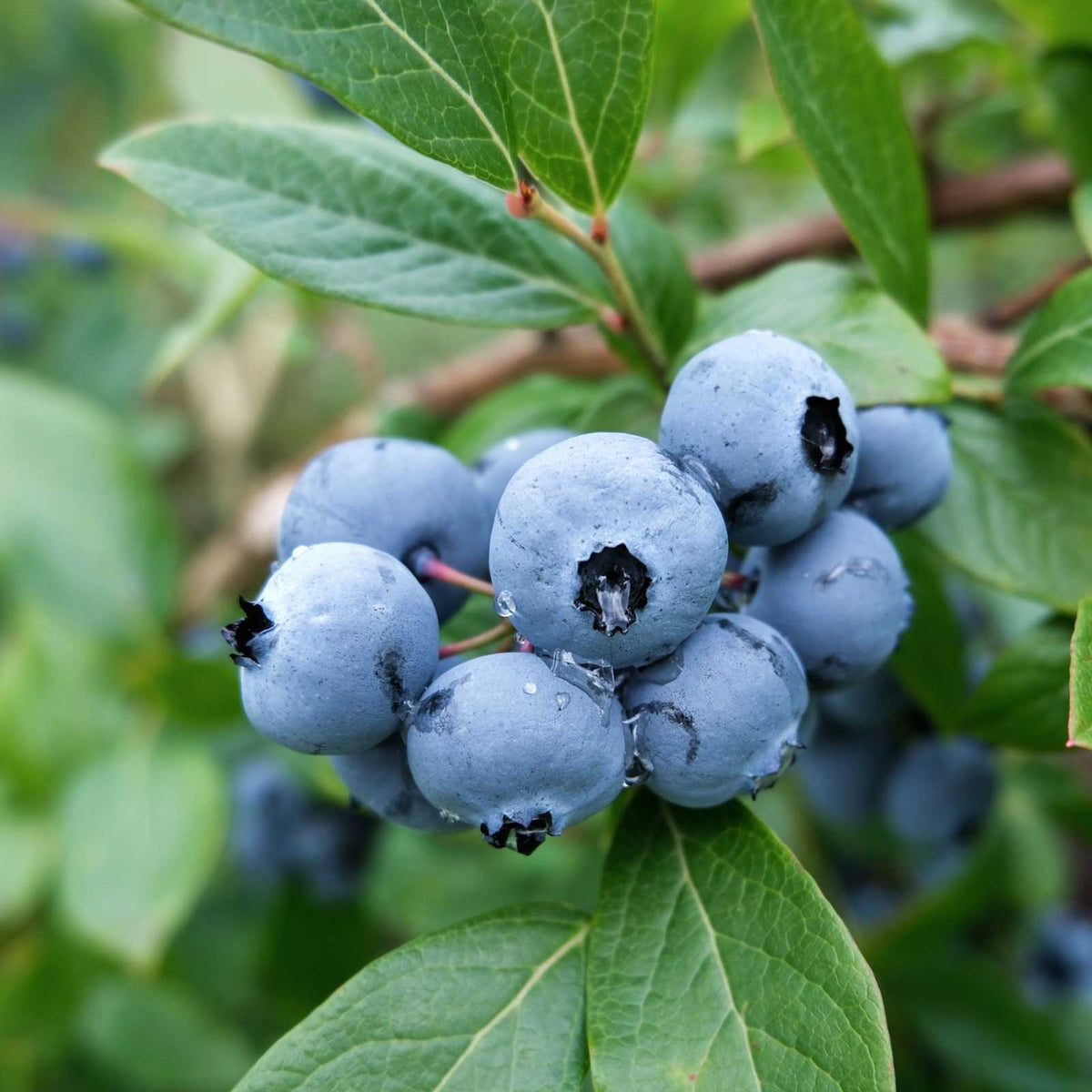 Blueberry northland berries growing on a plant showing plumpness of the berries