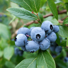 Blueberry northland berries growing on a plant showing plumpness of the berries