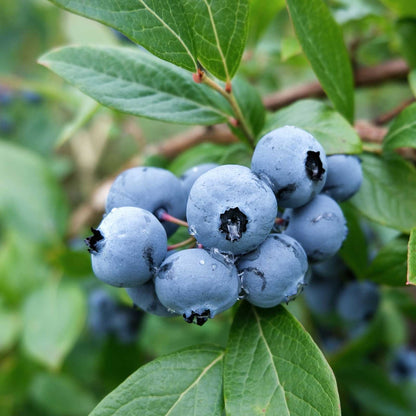 Blueberry northland berries growing on a plant showing plumpness of the berries