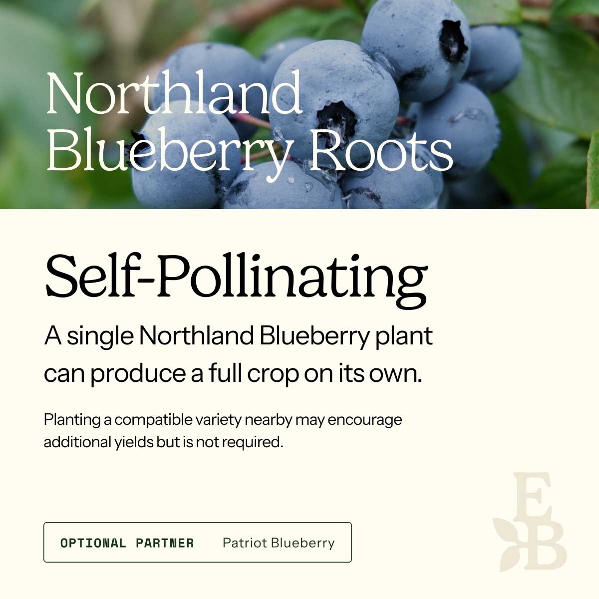 Graphic for blueberry roots explaining self pollination