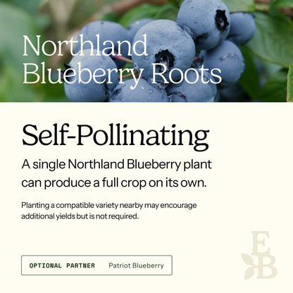 Graphic for blueberry roots explaining self pollination