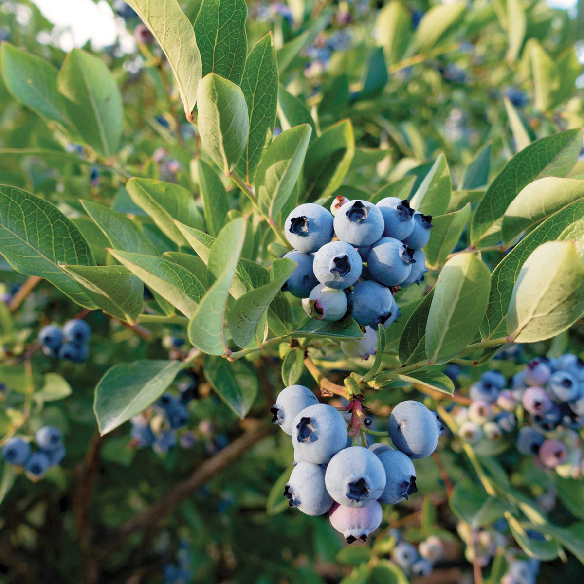Blueberry patriot berries growing on a plant showing plumpness of the berries