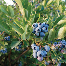 Blueberry patriot berries growing on a plant showing plumpness of the berries