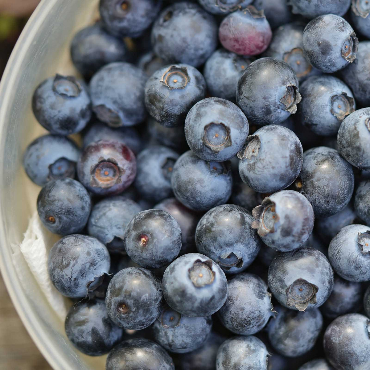 Harvested patriot blueberries gathered and in a bowl