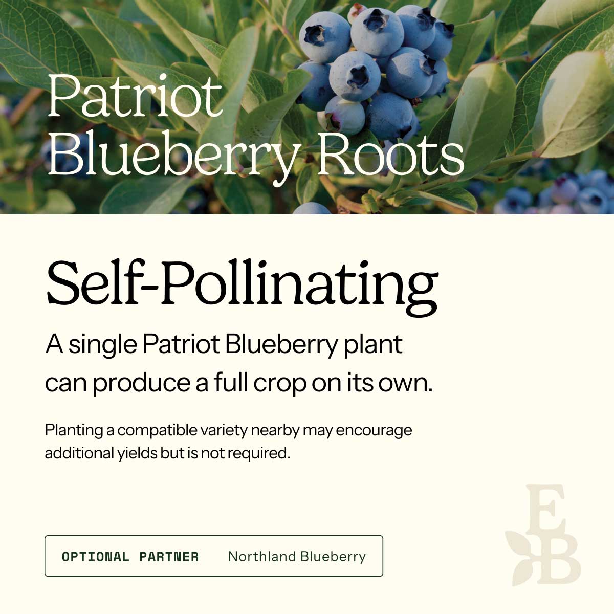 Graphic for blueberry roots explaining self pollination