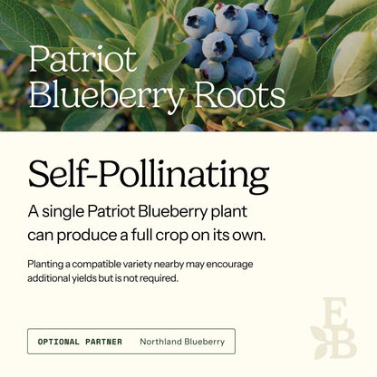 Graphic for blueberry roots explaining self pollination
