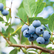 Blueberry top hat berries growing on a plant showing plumpness of the berries
