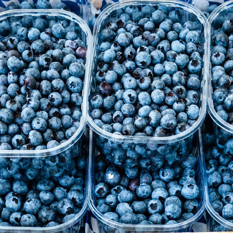 Harvested top hat blueberries gathered and in several bowls