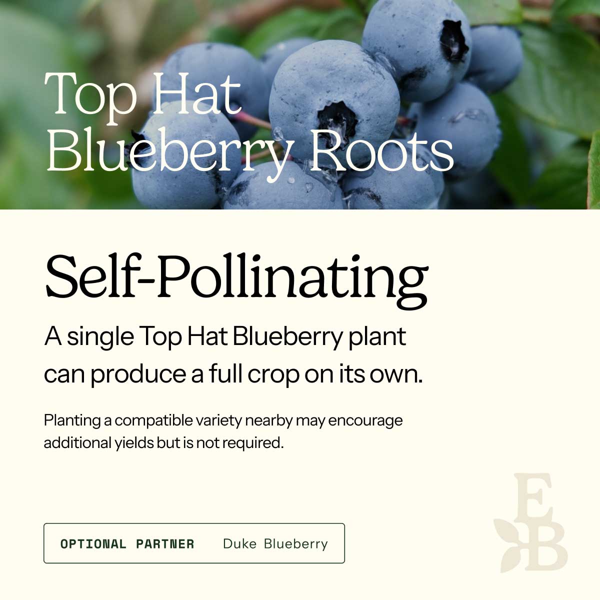 Graphic for blueberry roots explaining self pollination