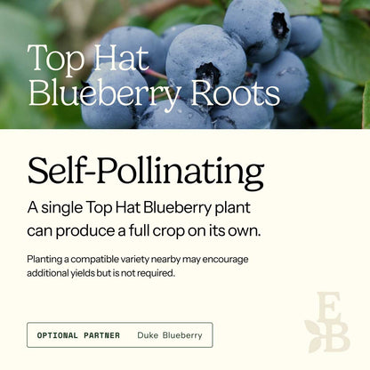 Graphic for blueberry roots explaining self pollination