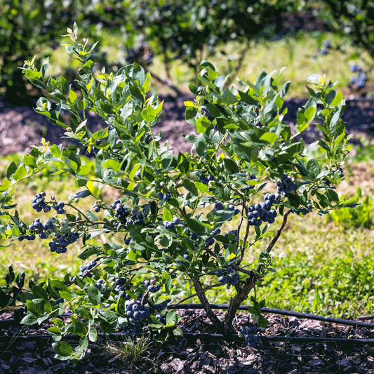 Bluecrop Blueberry Bush