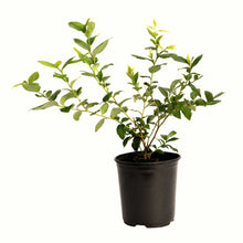 Bluecrop Blueberry Bush