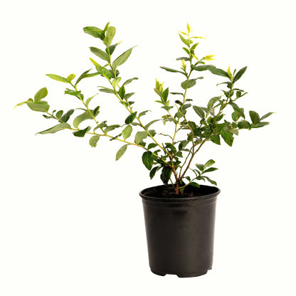 Bluecrop Blueberry Bush