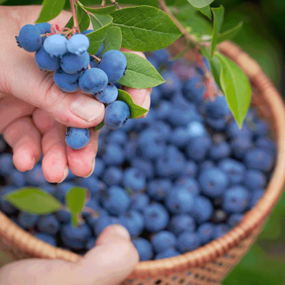 Bluecrop Blueberry Bush