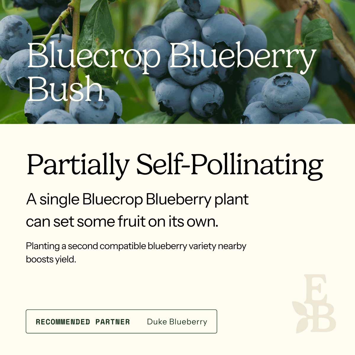 Informational graphic for a Bluecrop Blueberry Bush, featuring a top photo of blueberries and text stating it is self-pollinating and produces a full crop on its own.
