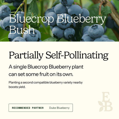 Informational graphic for a Bluecrop Blueberry Bush, featuring a top photo of blueberries and text stating it is self-pollinating and produces a full crop on its own.