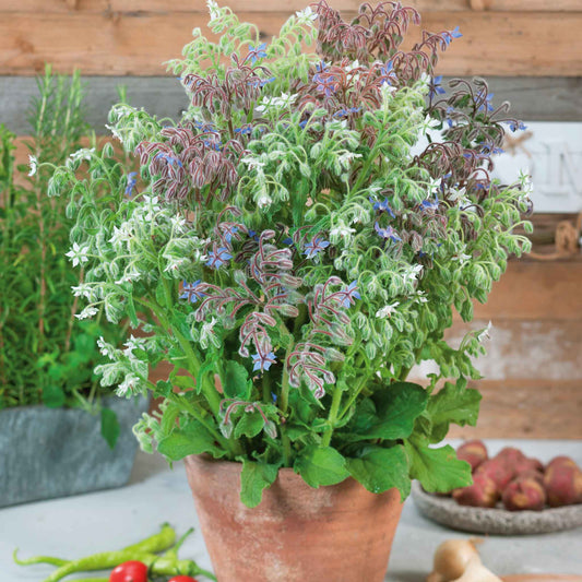 Potted borage blue and white mix with green leaves and small flowers surrounded by vegetables.