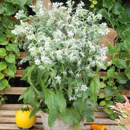 Close-up of white borage flowers with green leaves against a soft, blurred background.
