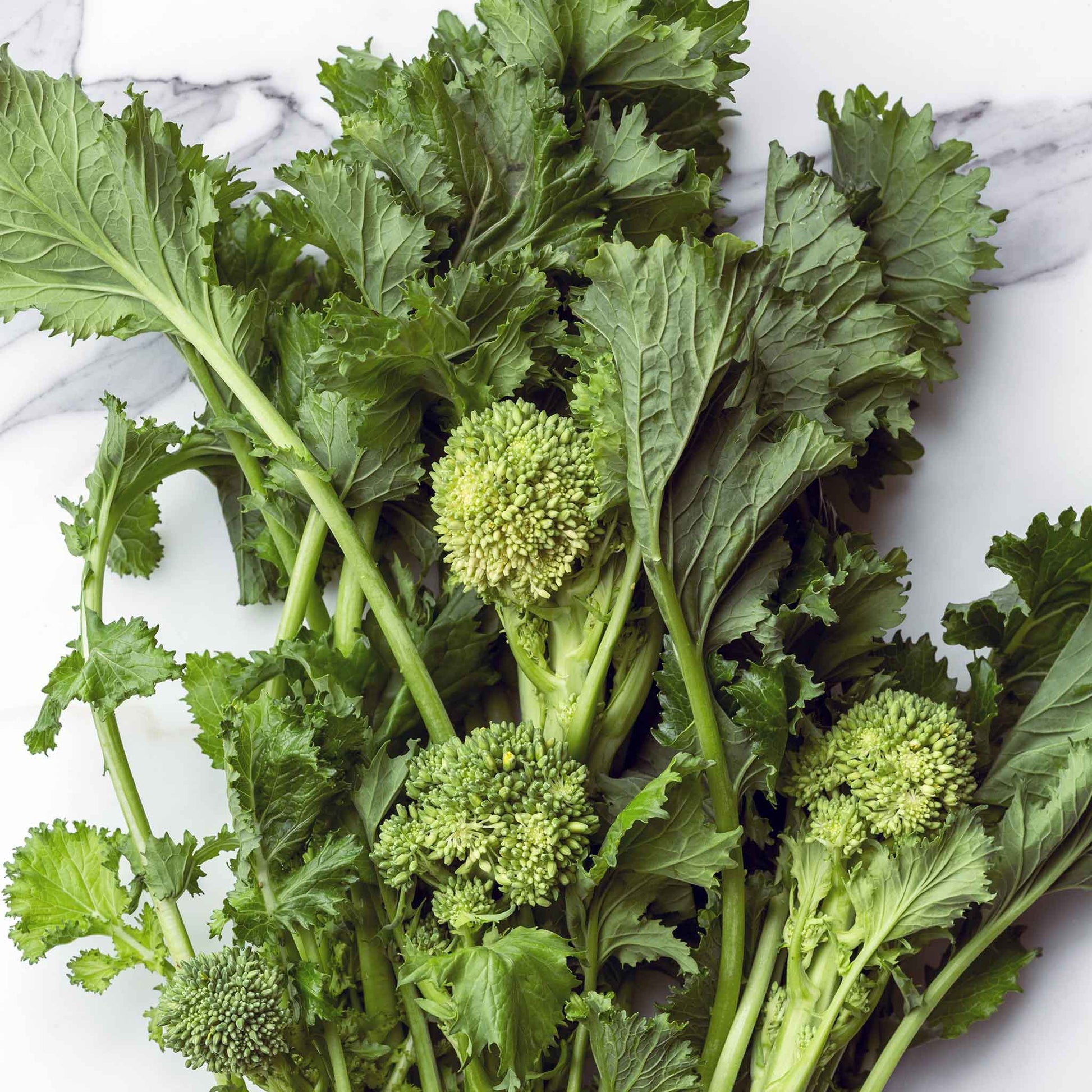 A vibrant green broccoli spring rapini plant with broad leaves and small, tightly clustered florets.