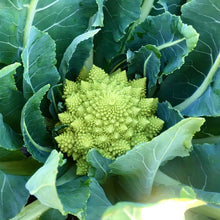 A close-up of a Romanesco broccoli head with its distinctive fractal pattern and light green color.