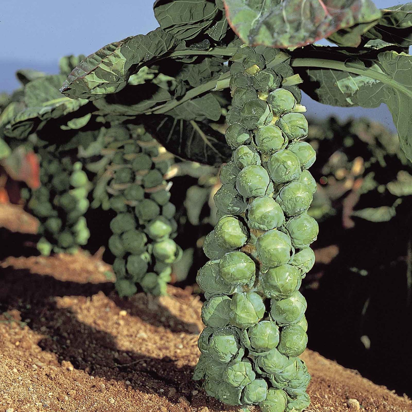brussels sprouts jade cross