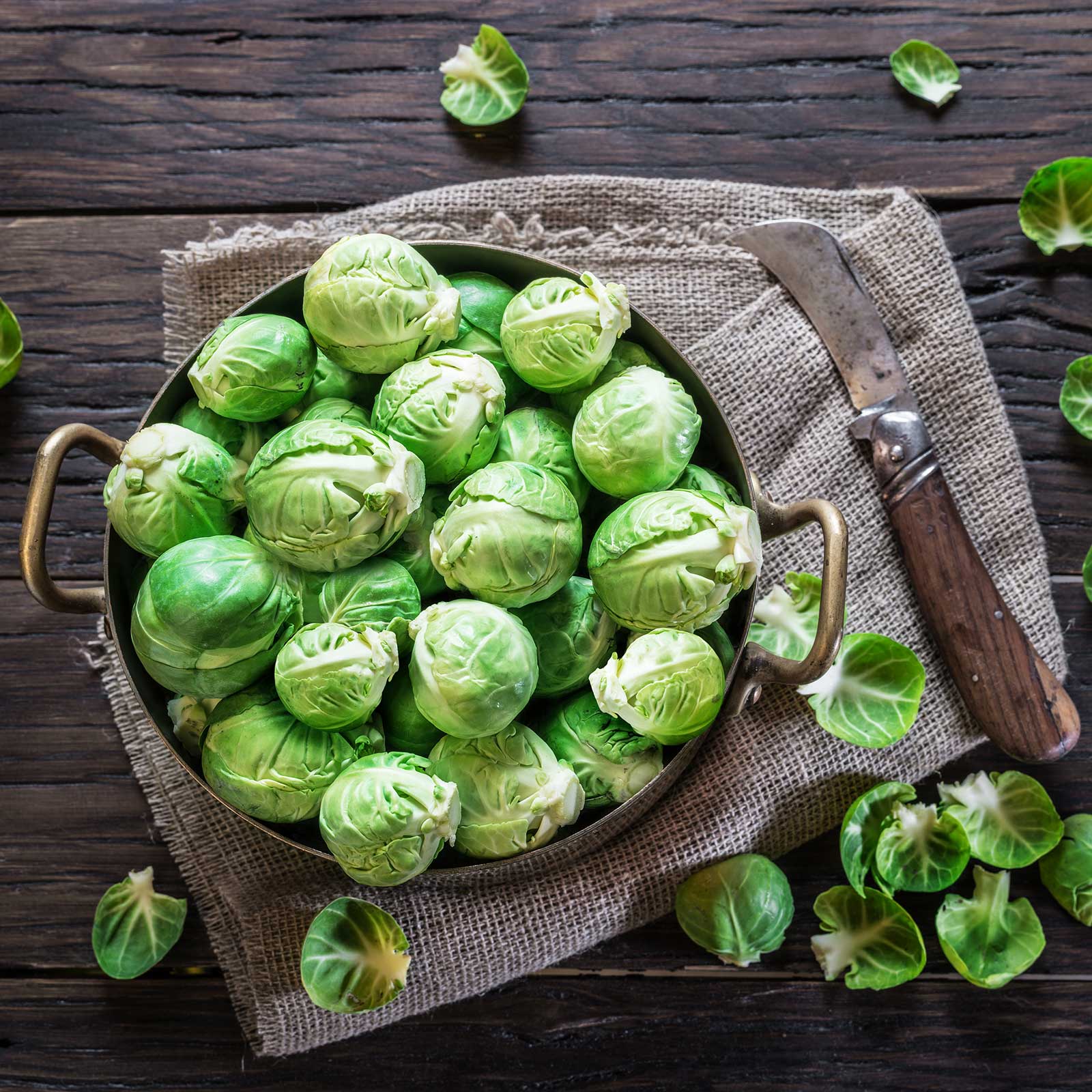 A bowl of several green silvia F1 brussels sprouts showing layered leaves on a neutral cloth
