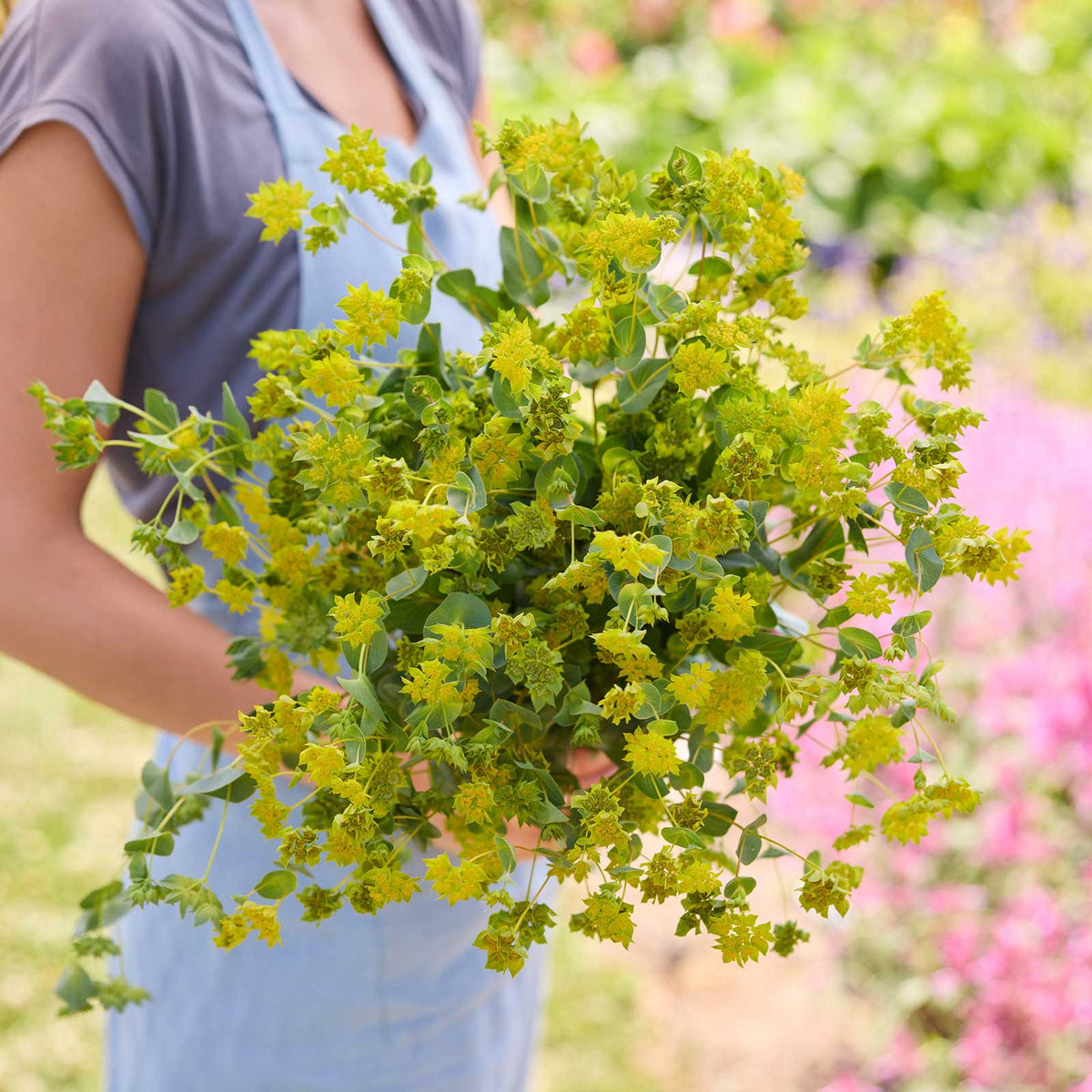 A person holding a bouquet of bupleurum graffiti in a natural setting