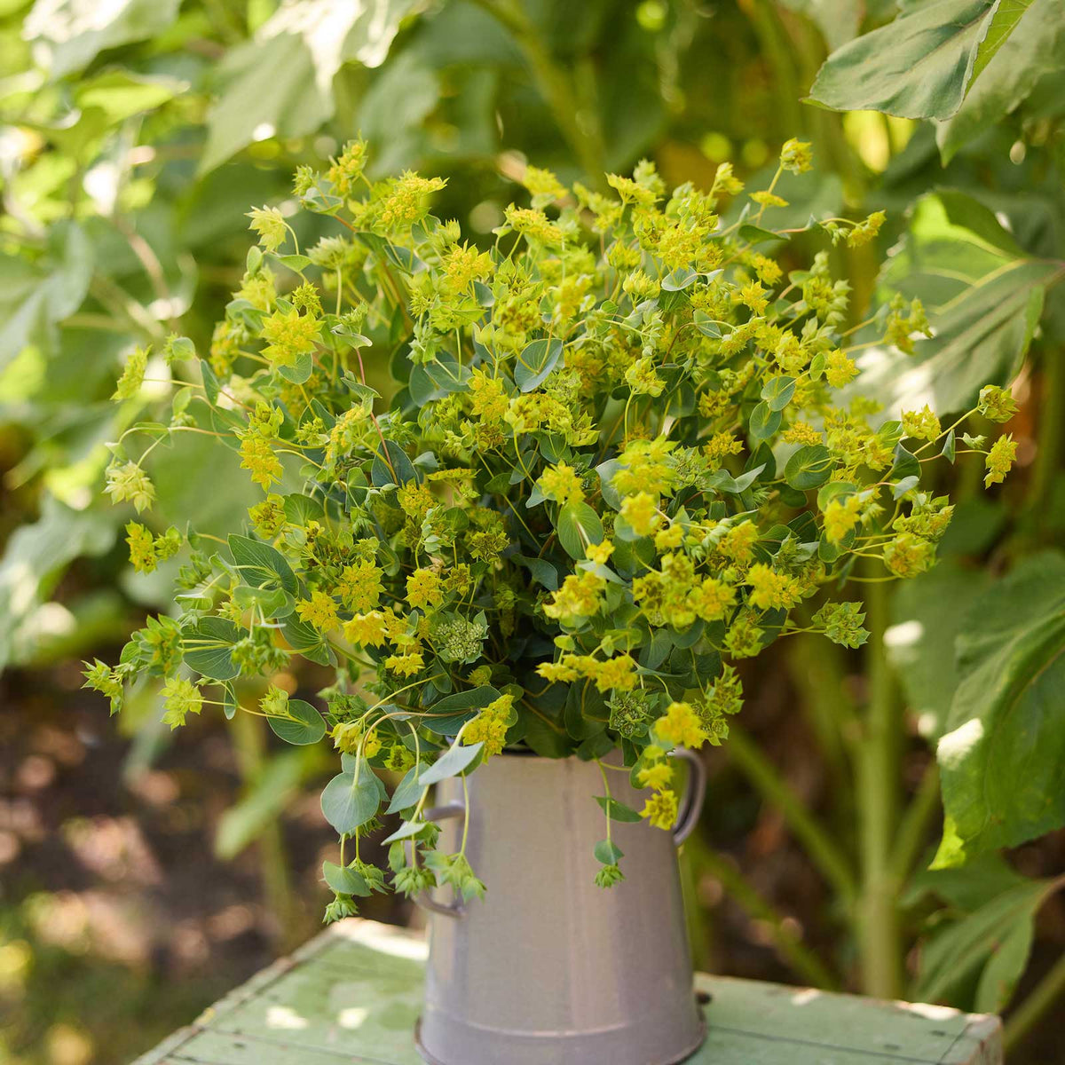 A bouquet of bupleurum graffiti  flowers with green leaves arranged in a small gray metal bucket, placed on a wooden surface with a blurred garden background.