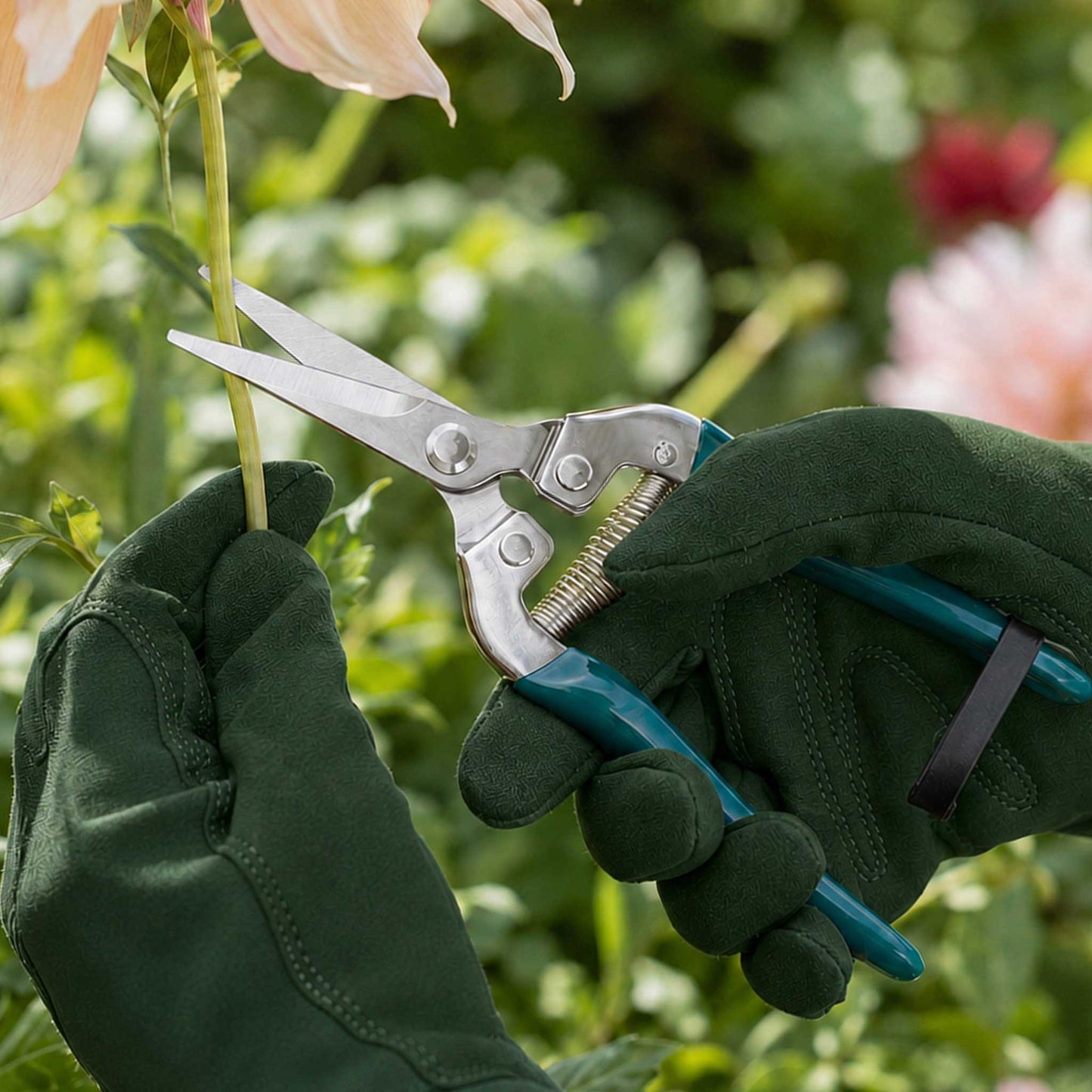Burgon and ball flower and fruit snips being used to cut a flower stem by someone wearing green gloves