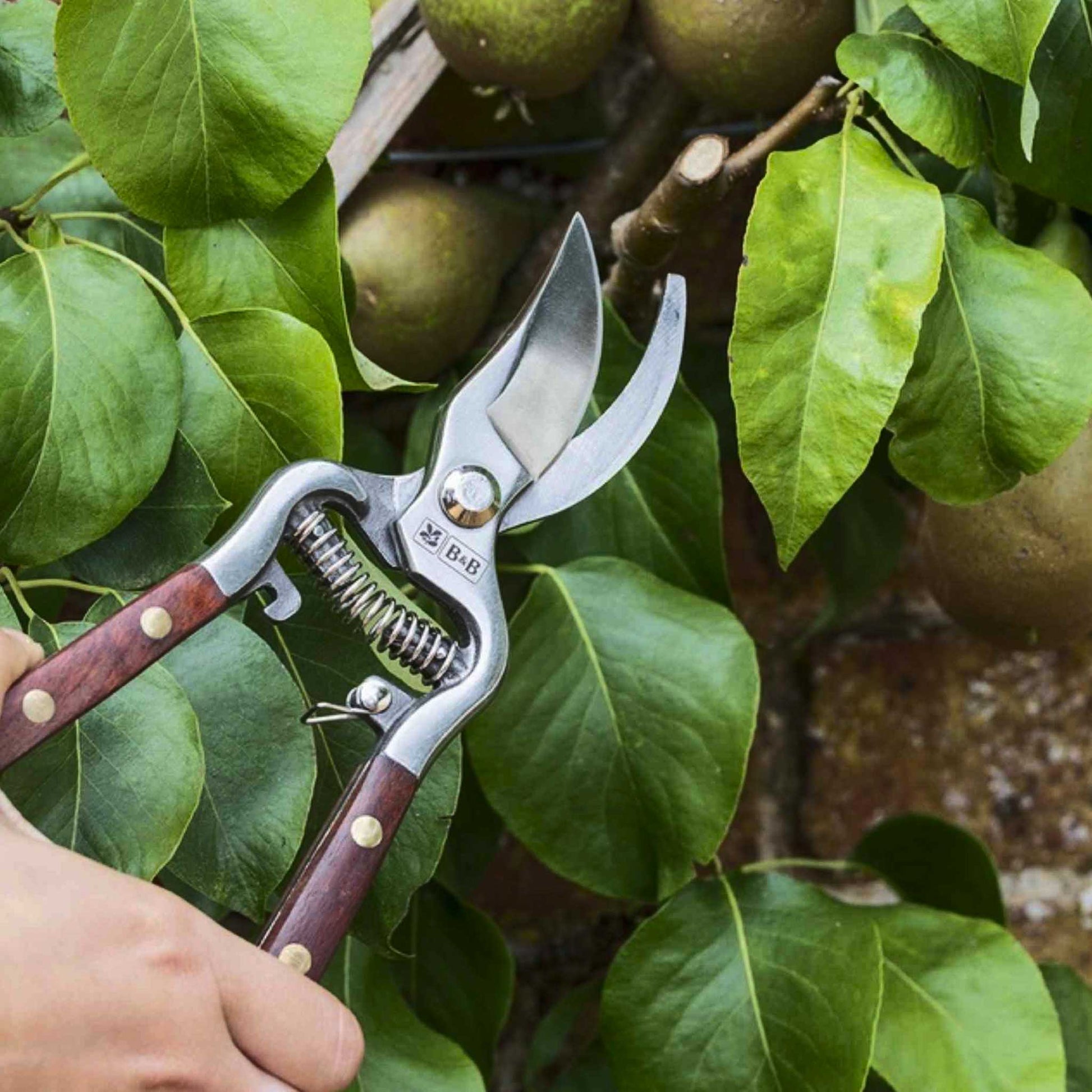 Burgon & Ball® Wood Handle Bypass Pruner being used to trip a plant in a natural setting