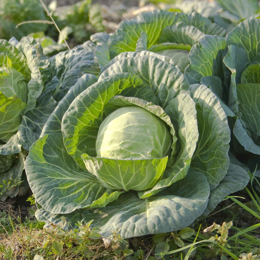 Cabbage Seeds - All Seasons | Vegetable Seeds in Packets & Bulk | Eden ...