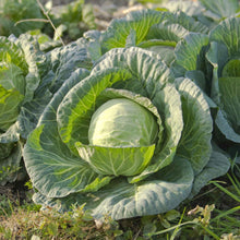 A medium shot of a large, round green cabbage head, surrounded by leafy outer foliage in a garden setting.