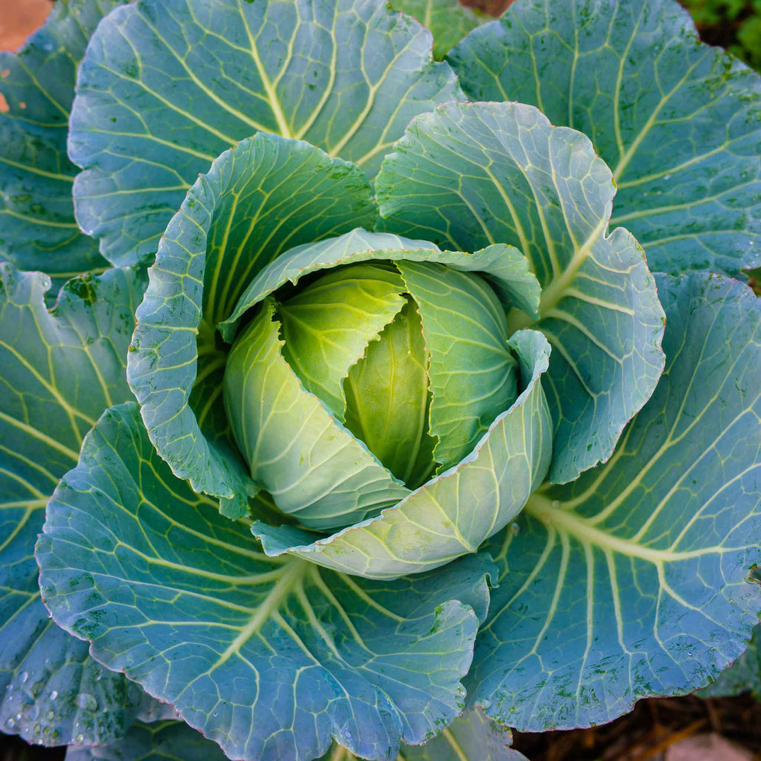 Cabbage Seeds - Brunswick | Vegetable Seeds in Packets & Bulk | Eden ...