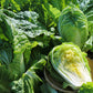 cabbage michihili
